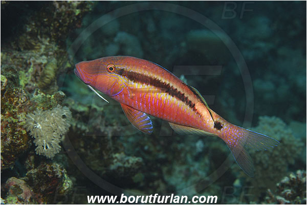 Marsa Shagra, Marsa Alam, Egypt, Red sea, Parupeneus macronema, Parupeneus, Mullidae, Long Barbel Goatfish, Goatfish, Fish