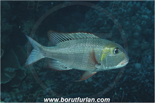 Marsa Shagra, Marsa Alam, Egypt, Red sea, Monotaxis grandoculis, Monotaxis, Lethrinidae, Bigeye Emperor, Emperor, Fish