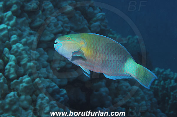 Marsa Shagra, Marsa Alam, Egypt, Red sea, Chlorurus sordidus, Chlorurus, Scaridae, Daisy parrotfish, Parrotfish, Fish