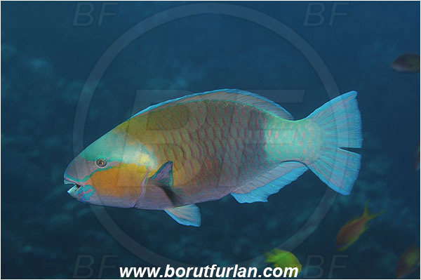 Marsa Shagra, Marsa Alam, Egypt, Red sea, Chlorurus sordidus, Chlorurus, Scaridae, Daisy parrotfish, Parrotfish, Fish