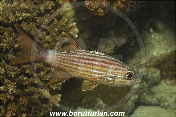 Wadi Lahami, Egypt, Red sea, Cheilodipterus macrodon, Cheilodipterus, Apogonidae, Large-toothed Cardinalfish, Cardinalfish, Fish