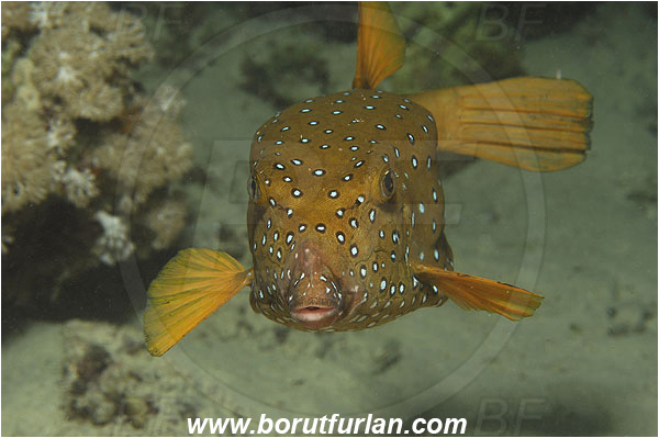 Marsa Shagra, Marsa Alam, Egypt, Red sea, Ostracion cubicus, Ostracion, Ostraciidae, Yellow Boxfish, Boxfish, Fish