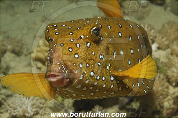 Marsa Shagra, Marsa Alam, Egypt, Red sea, Ostracion cubicus, Ostracion, Ostraciidae, Yellow Boxfish, Boxfish, Fish