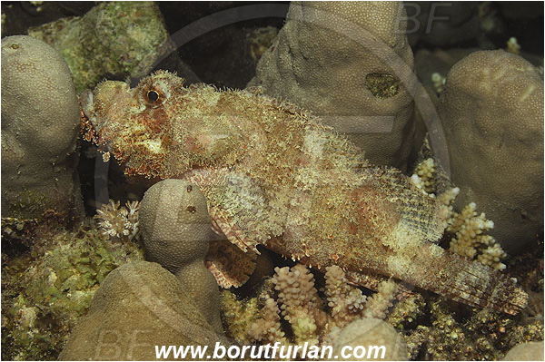 Marsa Shagra, Marsa Alam, Egypt, Red sea, Scorpaenopsis oxycephala, Scorpaenopsis, Scorpaenidae, Tassled Scorpionfish, Scorpionfish, Fish