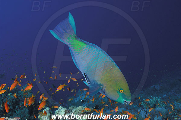 Marsa Shagra, Marsa Alam, Egypt, Red sea, Scarus ferrugineus, Scarus, Scaridae, Rusty Parrotfish, Male, Parrotfish, Fish