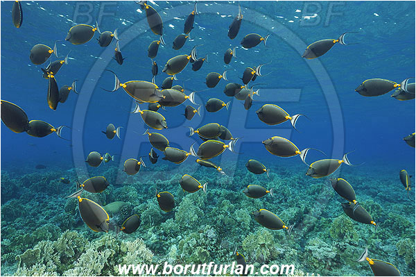 Elphinstone reef, Marsa Alam, Egypt, Red sea, Naso elegans, Naso, Acanthuridae, Elegant Unicornfish, Unicornfish, Surgeonfish, Fish, Fish school