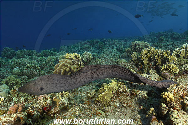Elphinstone reef, Marsa Alam, Egypt, Red sea, Gymnothorax javanicus, Gymnothorax, Muraenidae, Giant Moray, Moray, Fish, Reef