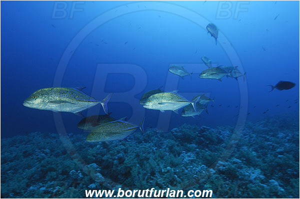 Elphinstone reef, Marsa Alam, Egypt, Red sea, Caranx melampygus, Caranx, Carangidae, Bluefin trevally, Trevally, Fish, Fish school, Reef