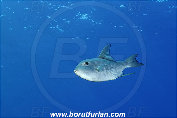 Elphinstone reef, Marsa Alam, Egypt, Red sea, Canthidermis macrolepis, Canthidermis, Balistidae, Large-scale triggerfish, Triggerfish, Fish