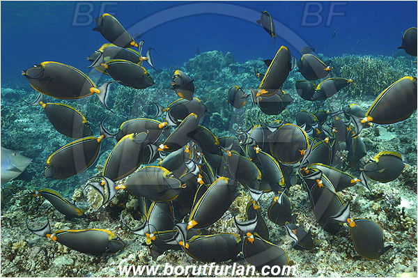 Elphinstone reef, Marsa Alam, Egypt, Red sea, Naso elegans, Naso, Acanthuridae, Elegant Unicornfish, Unicornfish, Surgeonfish, Fish, Fish school, Feeding