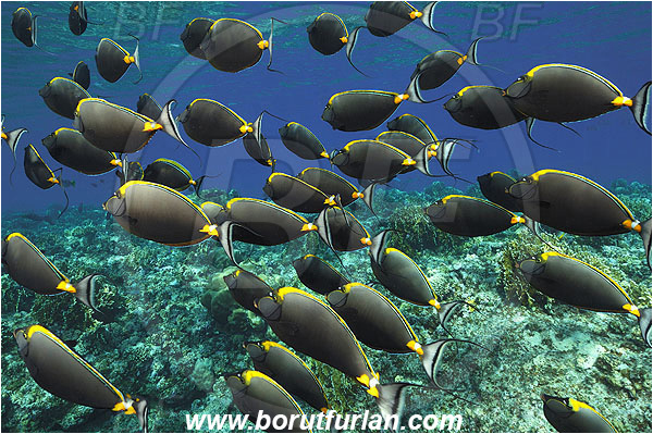 Elphinstone reef, Marsa Alam, Egypt, Red sea, Naso elegans, Naso, Acanthuridae, Elegant Unicornfish, Unicornfish, Surgeonfish, Fish, Fish school