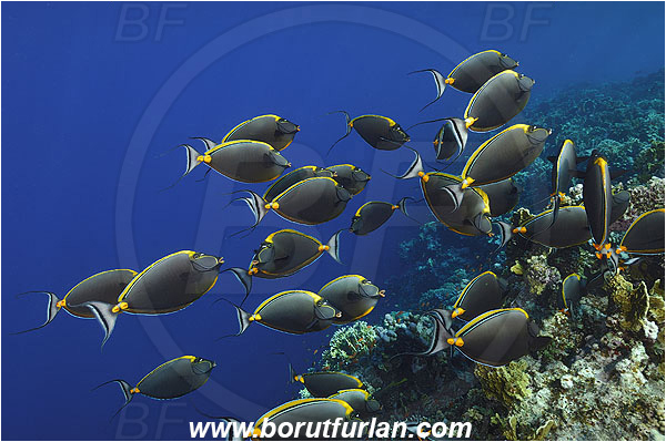 Elphinstone reef, Marsa Alam, Egypt, Red sea, Naso elegans, Naso, Acanthuridae, Elegant Unicornfish, Unicornfish, Surgeonfish, Fish, Fish school