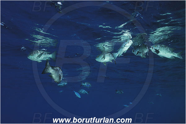 Elphinstone reef, Marsa Alam, Egypt, Red sea, Fish, Fish school, Macolor niger, Lutjanidae, Black-and-white Snapper, Snapper