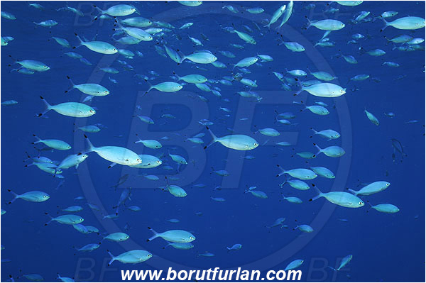 Elphinstone reef, Marsa Alam, Egypt, Red sea, Caesio lunaris, Caesio, Caesionidae, Lunar Fusilier, Fusilier, Fish, Fish school
