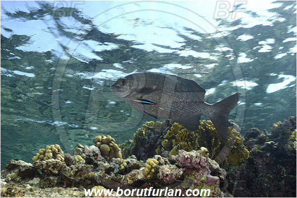 Elphinstone reef, Marsa Shagra, Egypt, Red sea, Kyphosus vaigiensis, Kyphosus, Kyphosidae, Brassy Chub, Chub, Fish, Reef