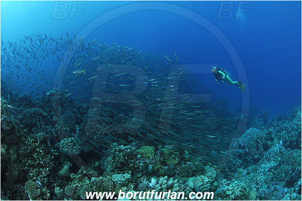 Sharm Abu Dabab, Marsa Alam, Egypt, Red sea, Sphyraena flavicauda, Sphyraena, Sphyraenidae, Yellowtail Barracuda, Barracuda, Fish, Fish school, Reef, Diver