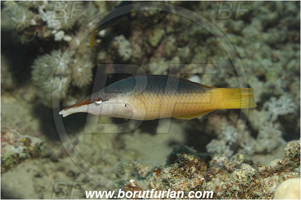 Marsa Shagra, Marsa Alam, Egypt, Red sea, Gomphosus caeruleus, Gomphosus, Labridae, Bird wrasse, Female, Wrasse, Fish