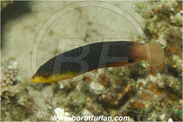 Marsa Shagra, Marsa Alam, Egypt, Red sea, Anampses twisti, Anampses, Labridae, Yellowchest twist wrasse, Wrasse, Fish