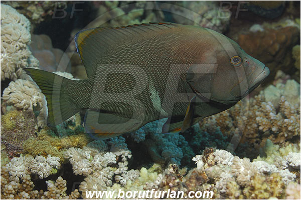 Marsa Shagra, Marsa Alam, Egypt, Red sea, Aethaloperca rogaa, Aethaloperca, Serranidae, Redmouth Grouper, Grouper, Fish