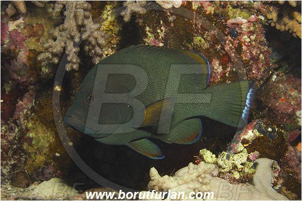 Marsa Shagra, Marsa Alam, Egypt, Red sea, Aethaloperca rogaa, Aethaloperca, Serranidae, Redmouth Grouper, Grouper, Fish