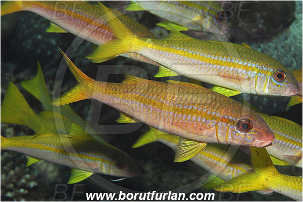 Marsa Shagra, Marsa Alam, Egypt, Red sea, Mulloidichthys vanicolensis, Mulloidichthys, Mullidae, Yellowfin Goatfish, Goatfish, Fish, Fish school