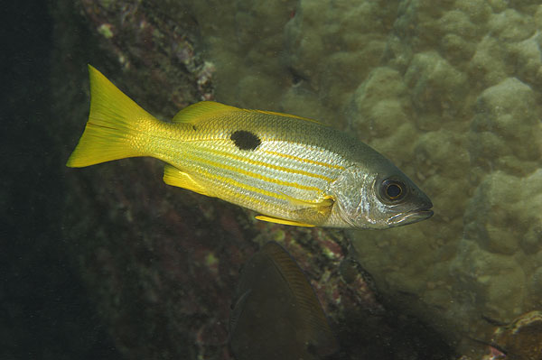 Marsa Shagra, Marsa Alam, Egypt, Red sea, Lutjanus ehrenbergii, Lutjanus, Lutjanidae, Blackspot snapper, Snapper, Fish