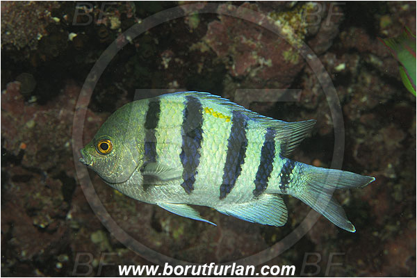 Marsa Shagra, Marsa Alam, Egypt, Red sea, Abudefduf vaigiensis, Abudefduf, Pomacentridae, Indo-Pacific sergeant, Sergeant, Damselfish, Fish