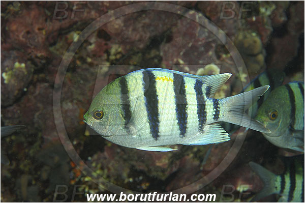 Marsa Shagra, Marsa Alam, Egypt, Red sea, Abudefduf vaigiensis, Abudefduf, Pomacentridae, Indo-Pacific sergeant, Sergeant, Damselfish, Fish