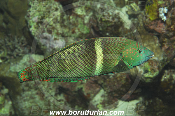 Marsa Shagra, Marsa Alam, Egypt, Red sea, Coris aygula, Coris, Labridae, Clown Coris, Female, Wrasse, Fish