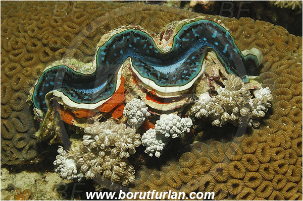 Marsa Shagra, Marsa Alam, Egypt, Red sea, Tridacna maxima, Tridacna, Cardiidae, Bivalvia, Mollusca, Mollusc, Giant Clam, Clam, Shell