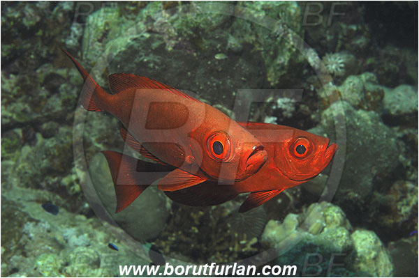 Marsa Shagra, Marsa Alam, Egypt, Red sea, Priacanthus hamrur, Priacanthus, Lunartail Bigeye, Bigeye, Priacanthidae, Fish
