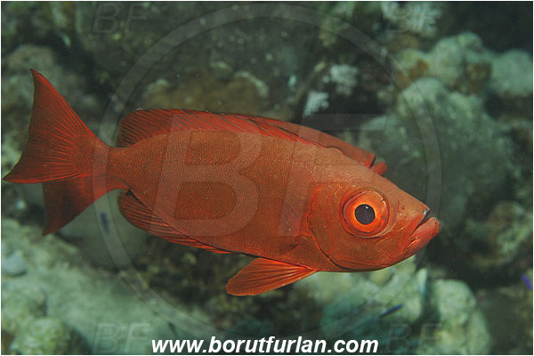 Marsa Shagra, Marsa Alam, Egypt, Red sea, Priacanthus hamrur, Priacanthus, Lunartail Bigeye, Bigeye, Priacanthidae, Fish