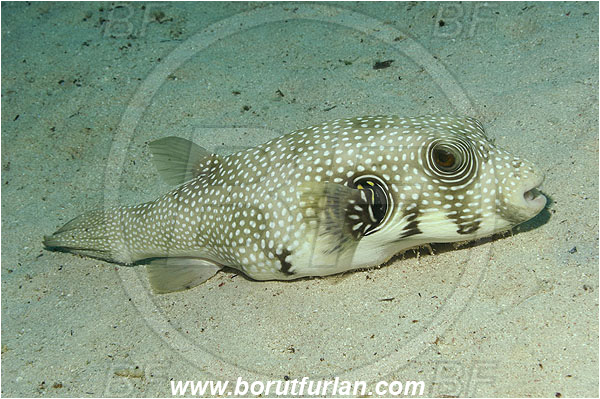 Marsa Shagra, Marsa Alam, Egypt, Red sea, Arothron hispidus, Arothron, Tetraodontidae, White-spotted puffer, Puffer, Fish
