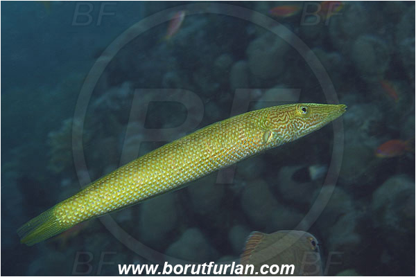 Marsa Shagra, Marsa Alam, Egypt, Red sea, Cheilio inermis, Cheilio, Labridae, Cigar Wrasse, Wrasse, Fish