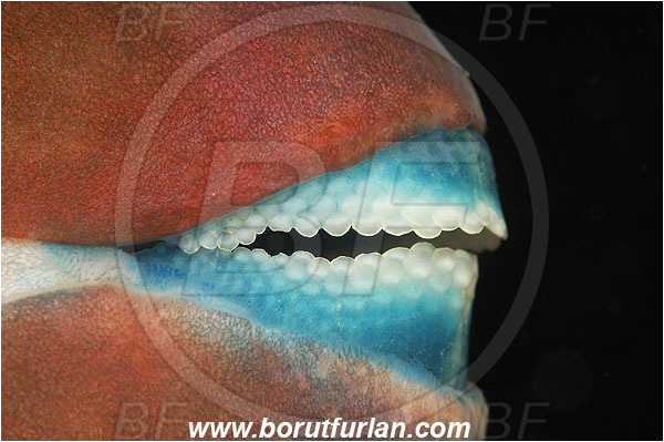 Marsa Shagra, Marsa Alam, Egypt, Red sea, Scaridae, Parrotfish, Fish, Mouth, Beak, Abstract
