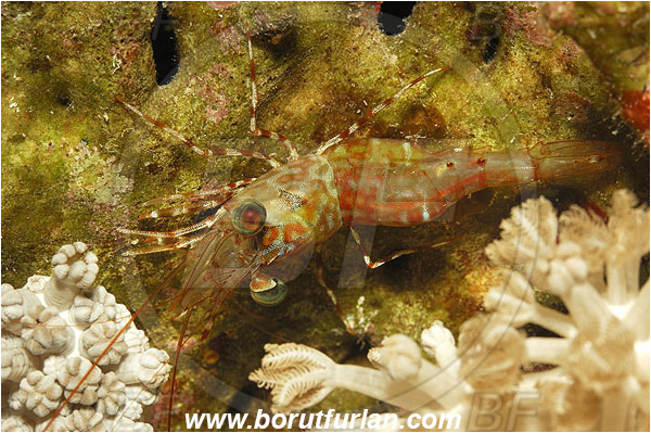 Marsa Shagra, Marsa Alam, Egypt, Red sea, Cinetorhynchus reticulatus, Cinetorhynchus, Rhynchocinetidae, Decapoda, Dancing Shrimp, Shrimp, Crustacea, Crustacean