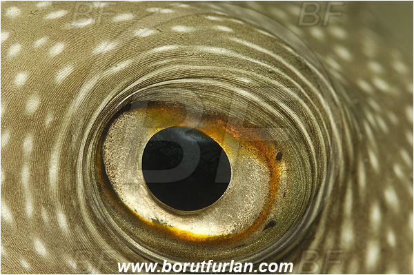 Marsa Shagra, Marsa Alam, Egypt, Red sea, Arothron hispidus, Arothron, Tetraodontidae, White-spotted puffer, Puffer, Fish, Eye, Abstract