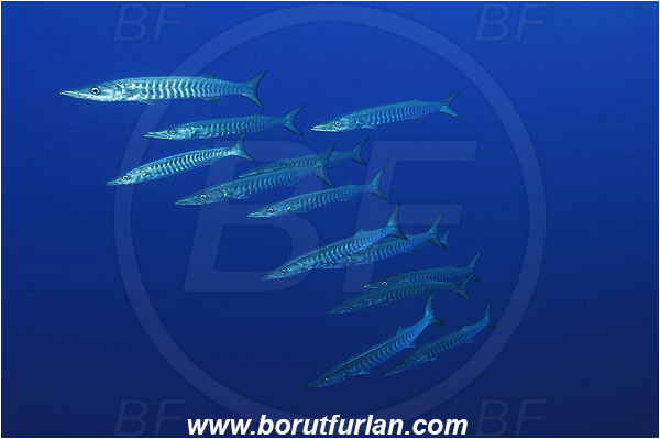 Elphinstone reef, Marsa Alam, Egypt, Red sea, Sphyraena qenie, Sphyraena, Sphyraenidae, Blackfin barracuda, Barracuda, Fish, Fish school