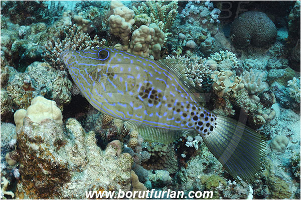 Marsa Shagra, Marsa Alam, Egypt, Red sea, Aluterus scriptus, Aluterus, Monacanthidae, Scrawled Filefish, Filefish, Fish