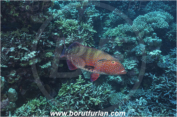 Marsa Shagra, Marsa Alam, Egypt, Red sea, Plectropomus pessuliferus marisrubri, Plectropomus, Serranidae, Red Sea coral grouper, Roving coral grouper, Grouper, Fish, Reef