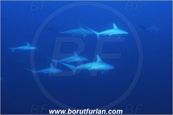 Elphinstone reef, Marsa Alam, Egypt, Red sea, Sphyrna lewini, Sphyrna, Sphyrnidae, Elasmobranchii, Scalloped Hammerhead, Hammerhead, Fish, Fish school