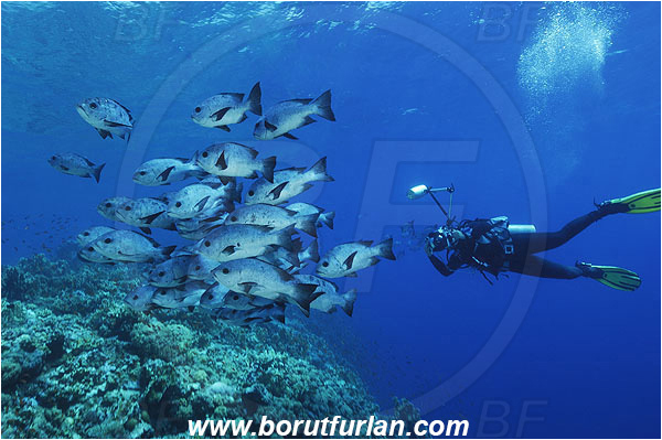Elphinstone reef, Marsa Alam, Egypt, Red sea, Fish, Fish school, Reef, Diver, Underwater photographer, Macolor niger, Lutjanidae, Black-and-white Snapper, Snapper