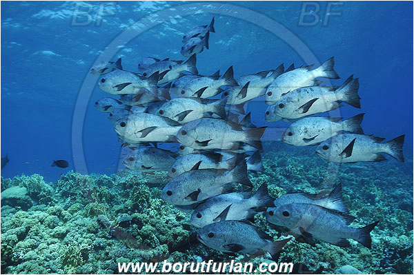 Elphinstone reef, Marsa Alam, Egypt, Red sea, Fish, Fish school, Reef, Macolor niger, Lutjanidae, Black-and-white Snapper, Snapper