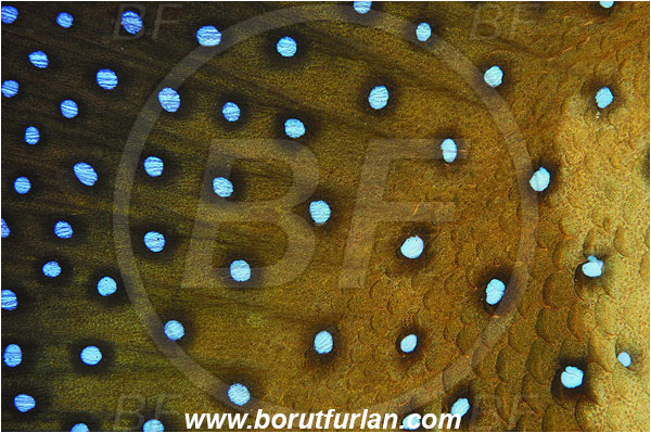 Marsa Shagra, Marsa Alam, Egypt, Red sea, Cephalopholis argus, Cephalopholis, Serranidae, Peacock grouper, Grouper, Fish, Fin, Scales, Abstract