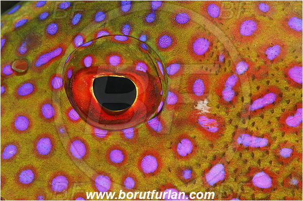 Marsa Shagra, Marsa Alam, Egypt, Red sea, Variola louti, Variola, Serranidae, Yellow-edged lyretail, Lyretail grouper, Moon grouper, Grouper, Fish, Abstract, Eye