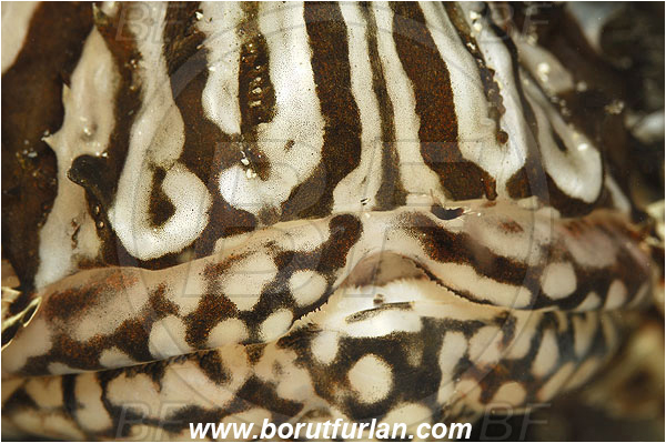 Marsa Shagra, Marsa Alam, Egypt, Red sea, Pterois sp., Pterois, Scorpaenidae, Lionfish, Fish, Mouth, Abstract