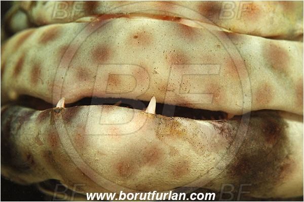 Marsa Shagra, Marsa Alam, Egypt, Red sea, Epinephelus tauvina, Epinephelus, Serranidae, Greasy grouper, Grouper, Fish, Mouth, Abstract