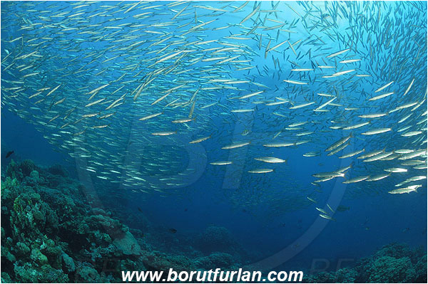 Sharm Abu Dabab, Marsa Alam, Egypt, Red sea, Sphyraena flavicauda, Sphyraena, Sphyraenidae, Yellowtail Barracuda, Barracuda, Fish, Fish school, Reef