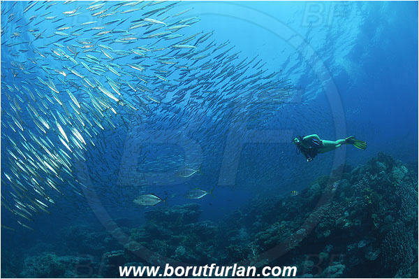 Sharm Abu Dabab, Marsa Alam, Egypt, Red sea, Sphyraena flavicauda, Sphyraena, Sphyraenidae, Yellowtail Barracuda, Barracuda, Fish, Fish school, Diver, Reef