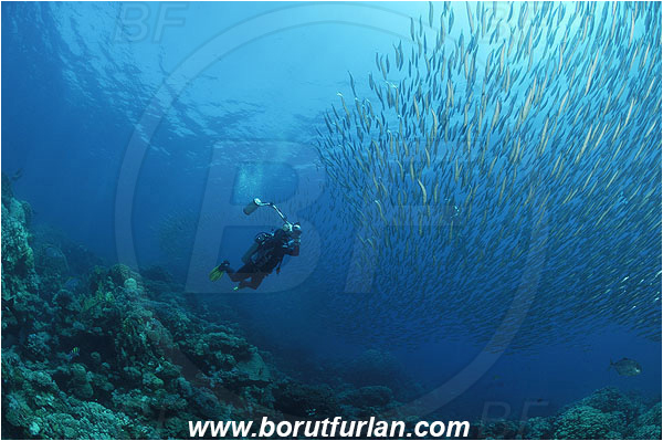 Sharm Abu Dabab, Marsa Alam, Egypt, Red sea, Sphyraena flavicauda, Sphyraena, Sphyraenidae, Yellowtail Barracuda, Barracuda, Fish, Fish school, Reef, Diver, Underwater photographer